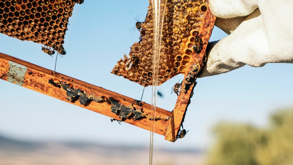 Beekeeping for Extra Income